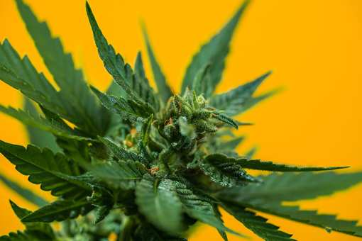 6 Best Marijuana Dispensaries in New Jersey!